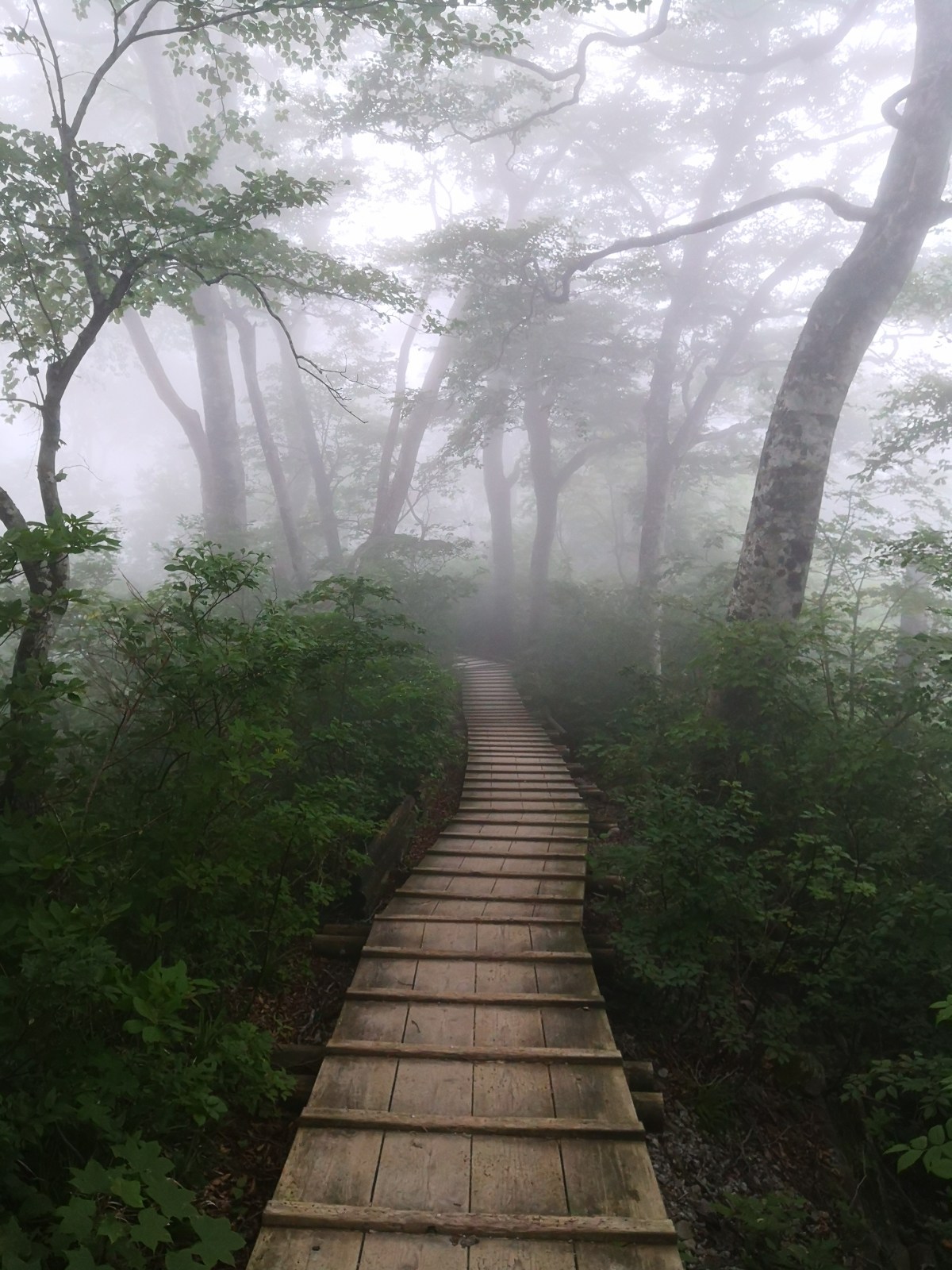 Back Into the Great&nbsp;Unknown